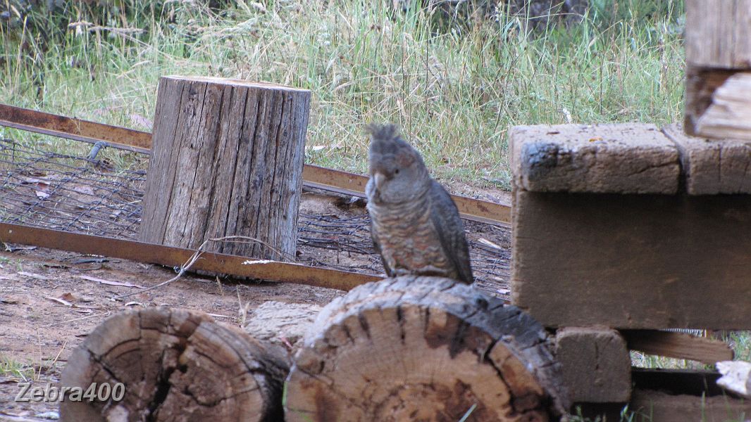 20-Rest time for the wildlife at Mt Pinnibar Hut.JPG - 20-Rest time for the wildlife at Mt Pinnibar Hut